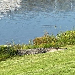 Meet your Posher, Carlene